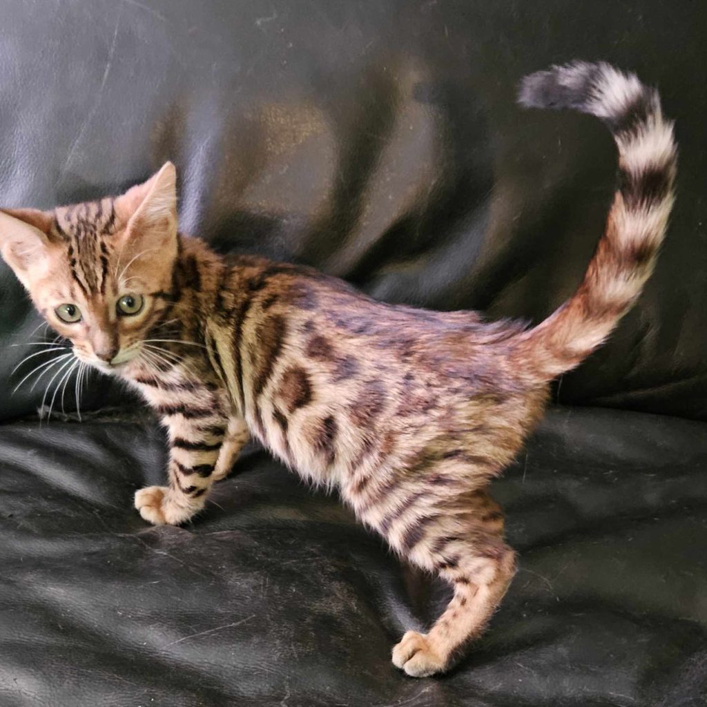 Photo 1 of Finding Nemo the male Bengal cat.