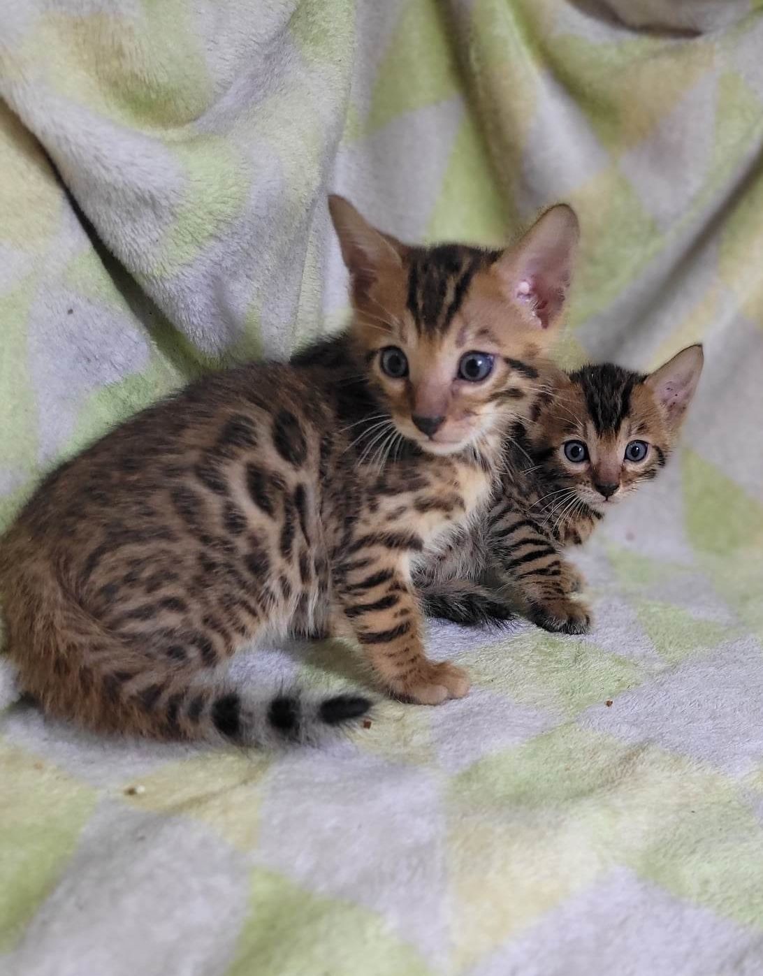 Photo 4 of Maddy & Seamus Babies-SOLD the Bengal kitten.