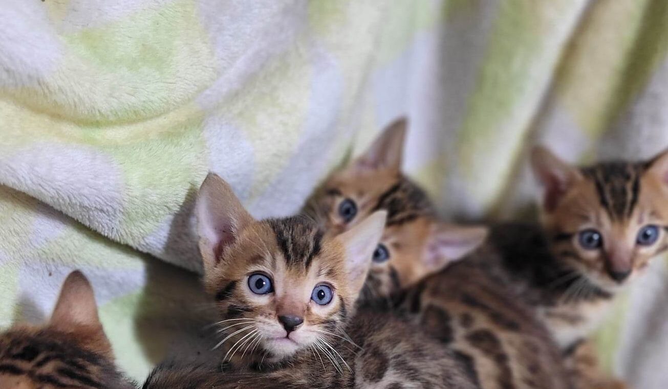 Photo 3 of Maddy & Seamus Babies-SOLD