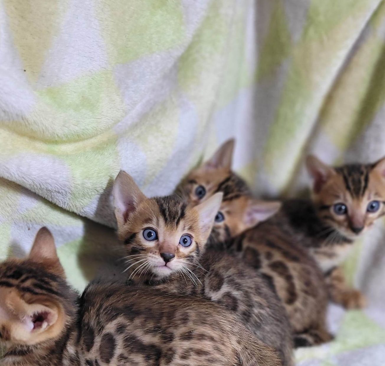 Photo 3 of Maddy & Seamus Babies-SOLD the Bengal kitten.