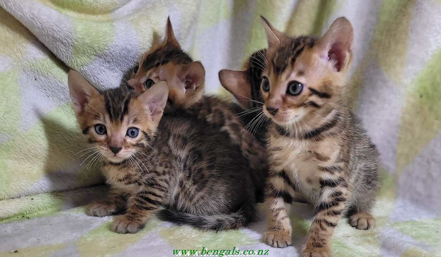 Photo 2 of Maddy & Seamus Babies-SOLD