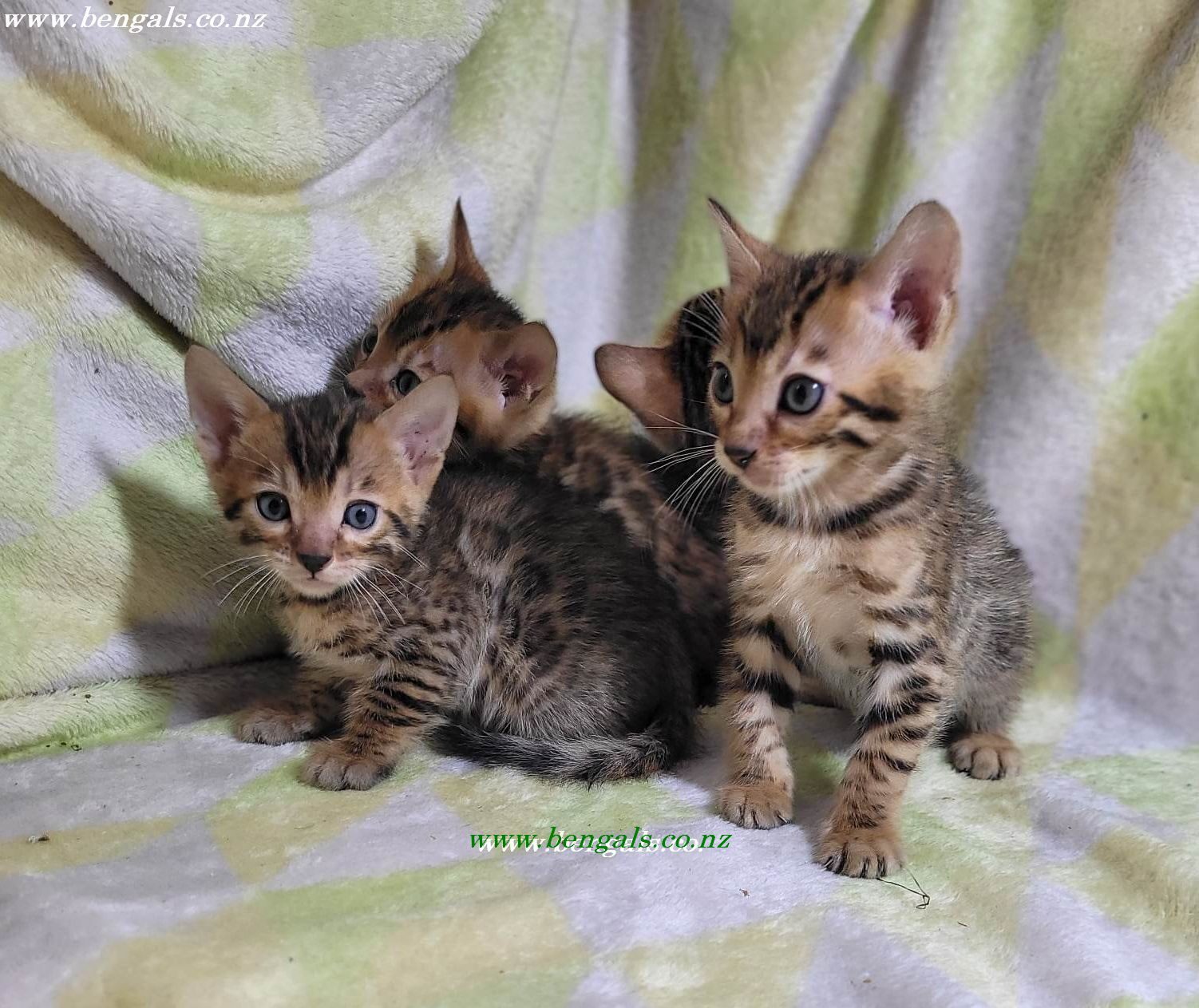 Photo 2 of Maddy & Seamus Babies-SOLD the Bengal kitten.