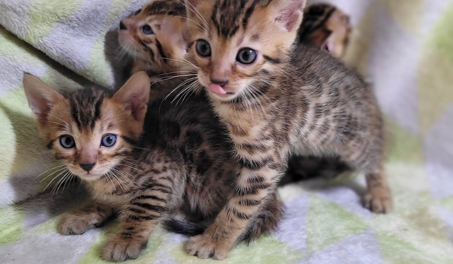 Photo 1 of Maddy & Seamus Babies-SOLD
