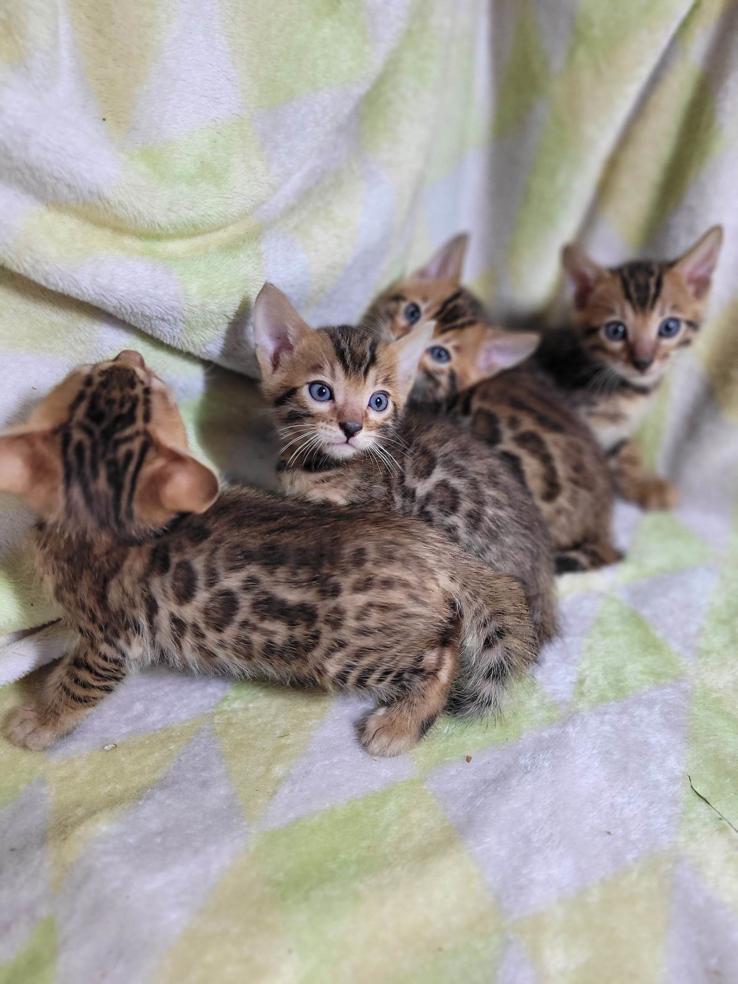 Photo 5 of Maddy & Seamus Babies-SOLD the Bengal kitten.