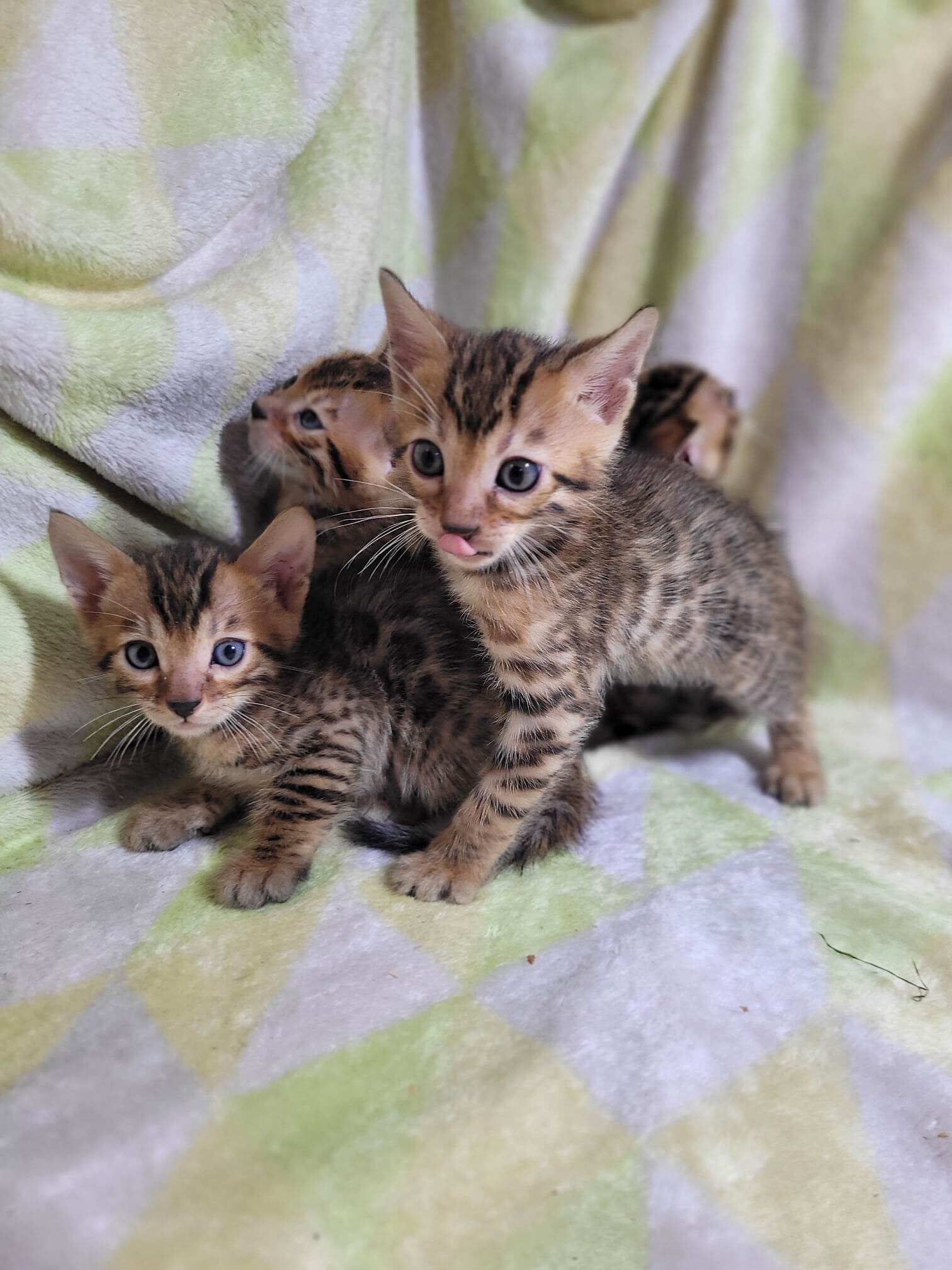 Photo 1 of Maddy & Seamus Babies-SOLD the Bengal kitten.
