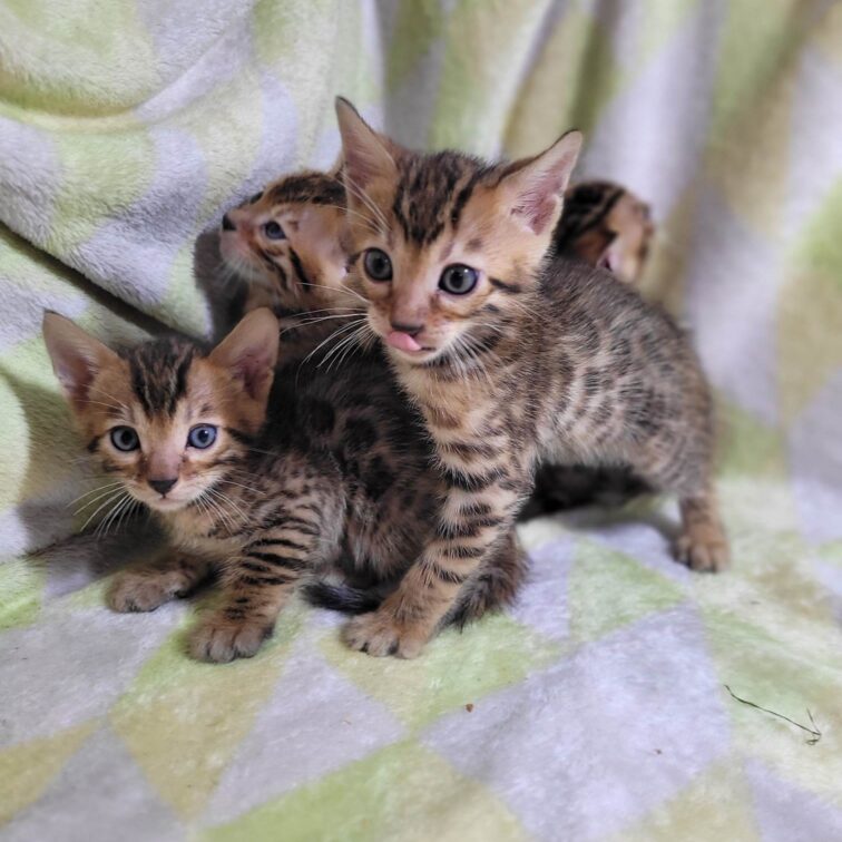 Photo 1 of Maddy & Seamus Babies-SOLD the male Bengal cat.