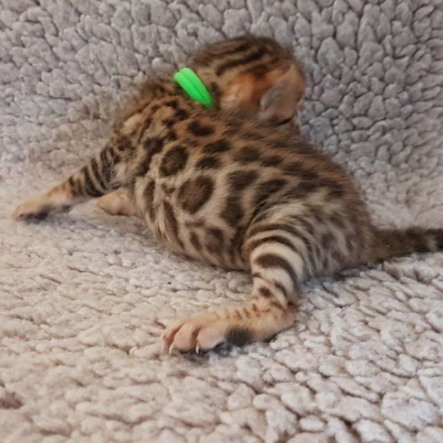 Photo 24 of Paddys Spring Babies the male Bengal cat.