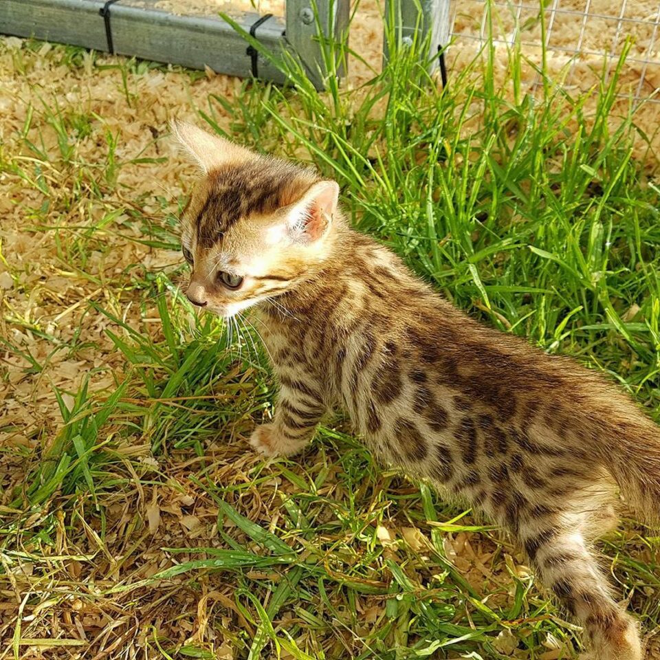 Photo 2 of Happy feet the male Bengal cat.