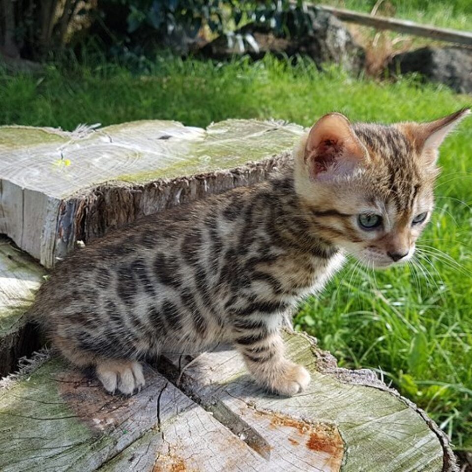Photo 1 of Musketeer the female Bengal cat.