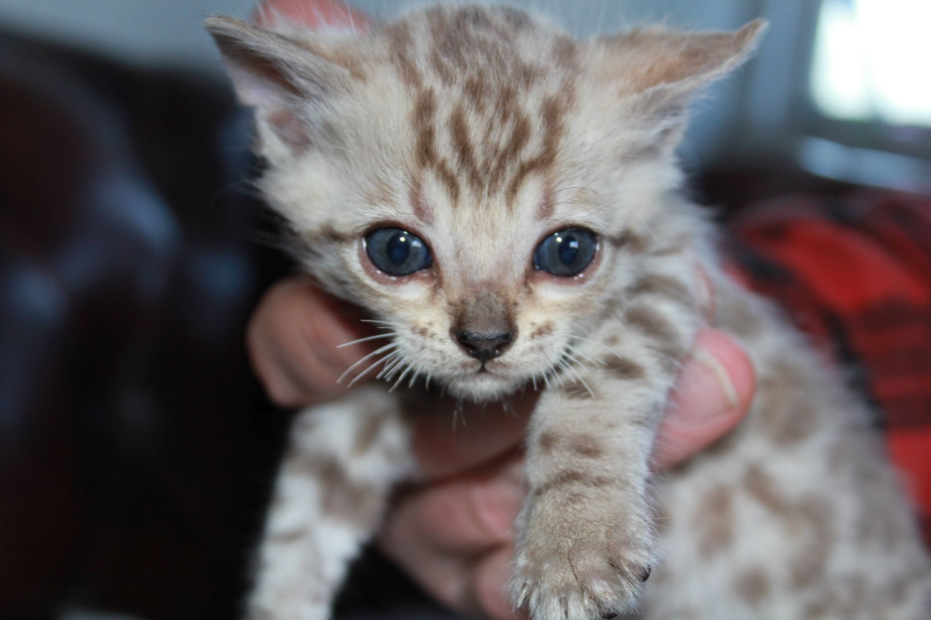 Photo 2 of el-capitan the Bengal kitten.