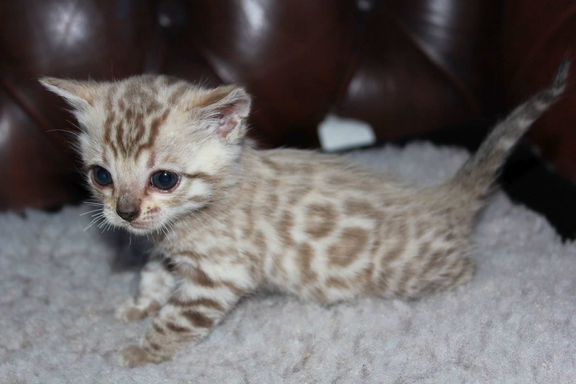 Photo 1 of el-capitan the Bengal kitten.
