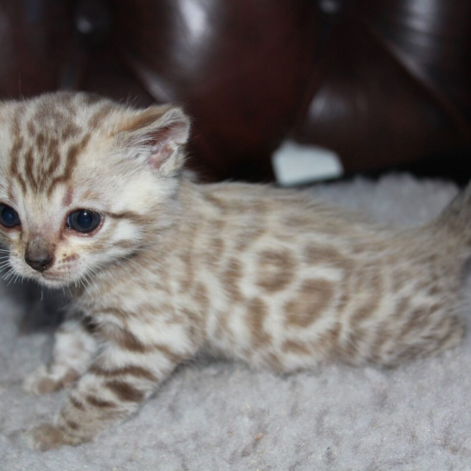 Photo 1 of el-capitan the male Bengal cat.