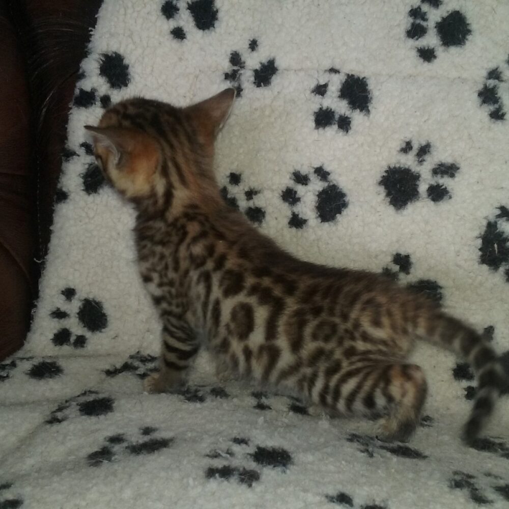 Photo 2 of Kodiak the female Bengal cat.