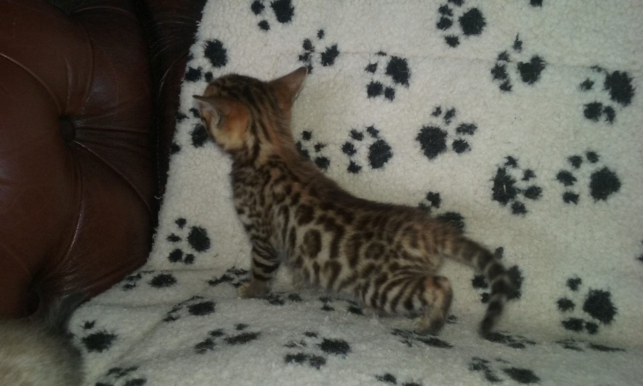 Photo 1 of Kodiak the Bengal kitten.