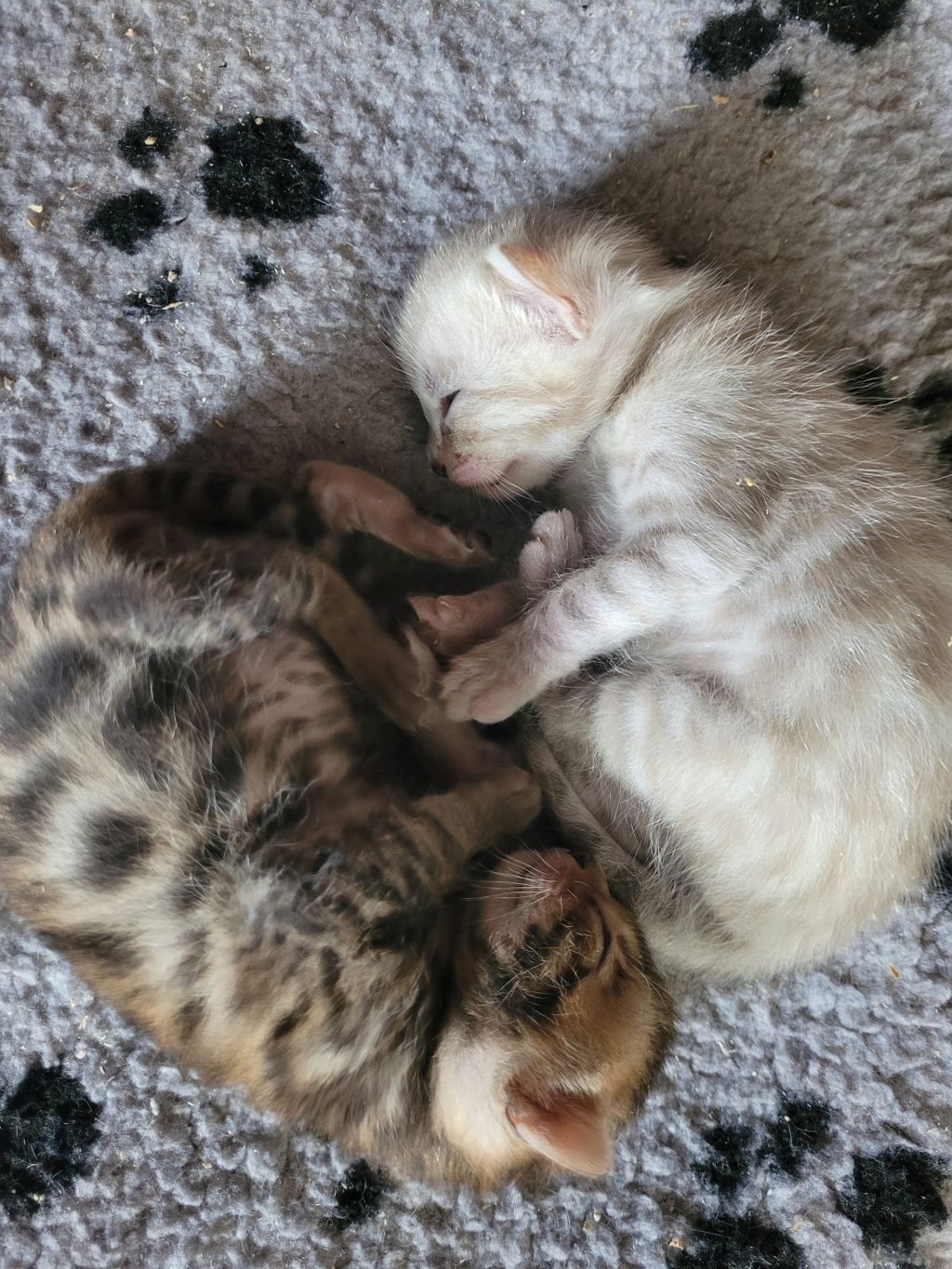 Photo 3 of Snowy -sold the Bengal kitten.
