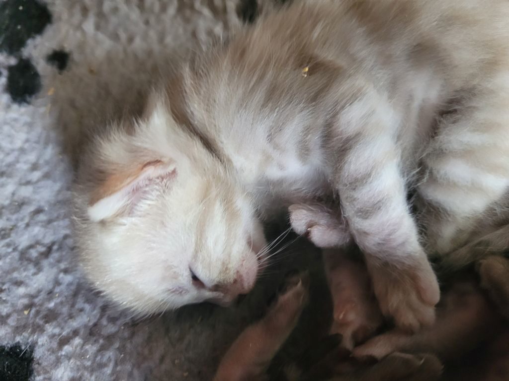 Photo 2 of Snowy -sold the Bengal kitten.