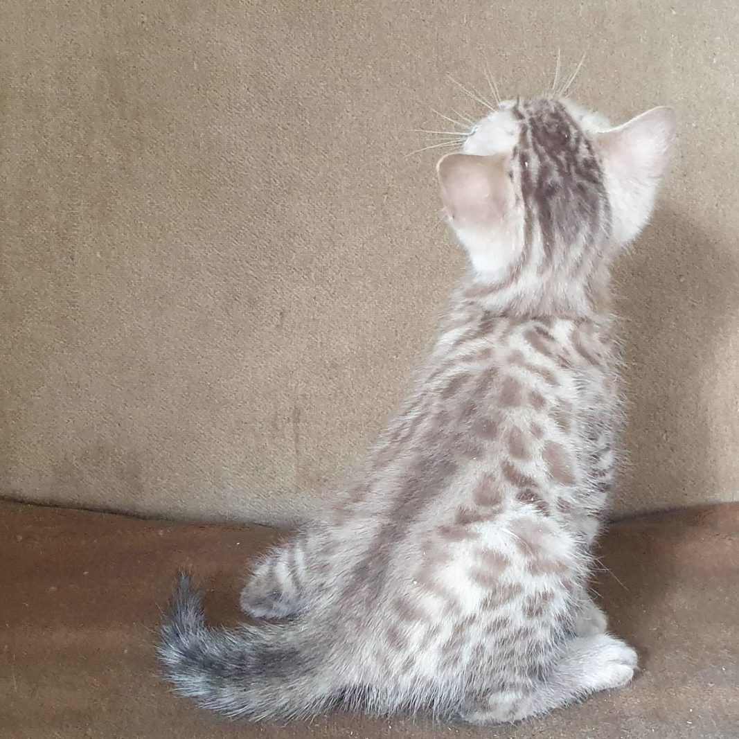 Photo 33 of Snowy -sold the female Bengal cat.