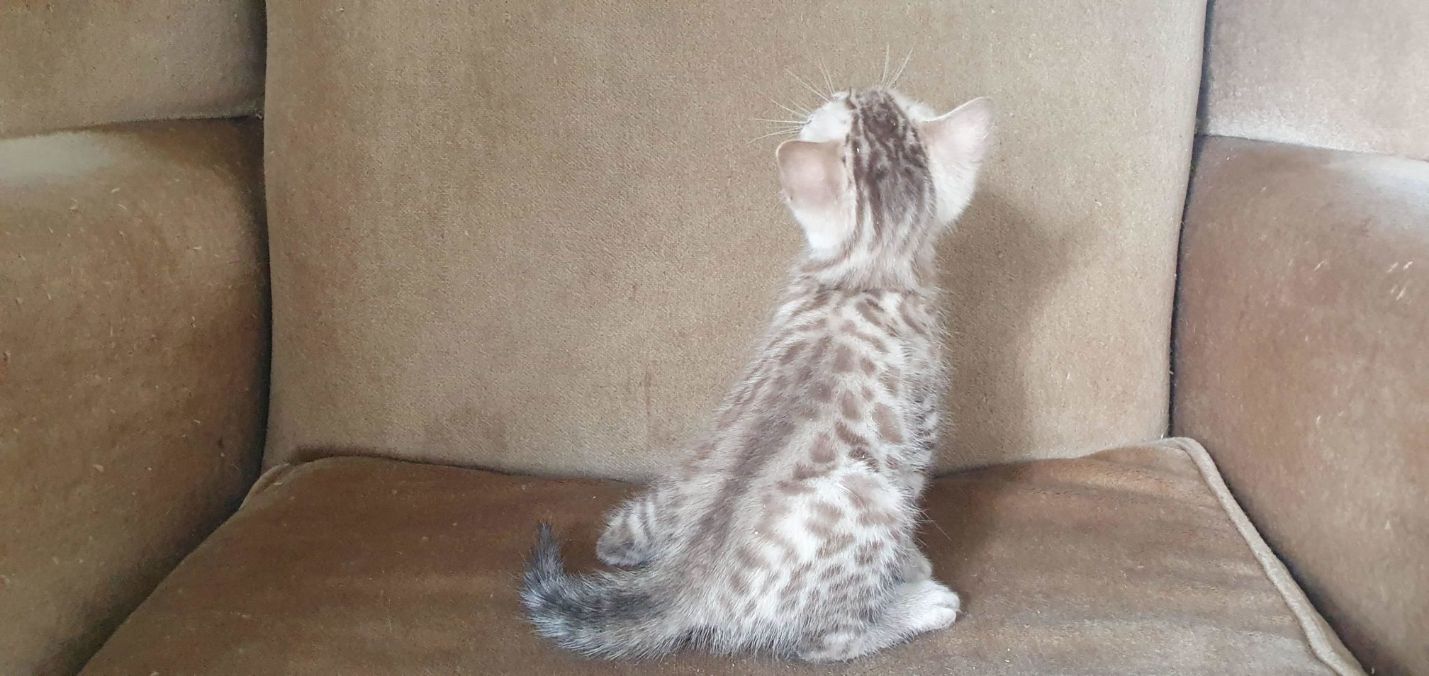 Photo 1 of Snowy -sold the Bengal kitten.