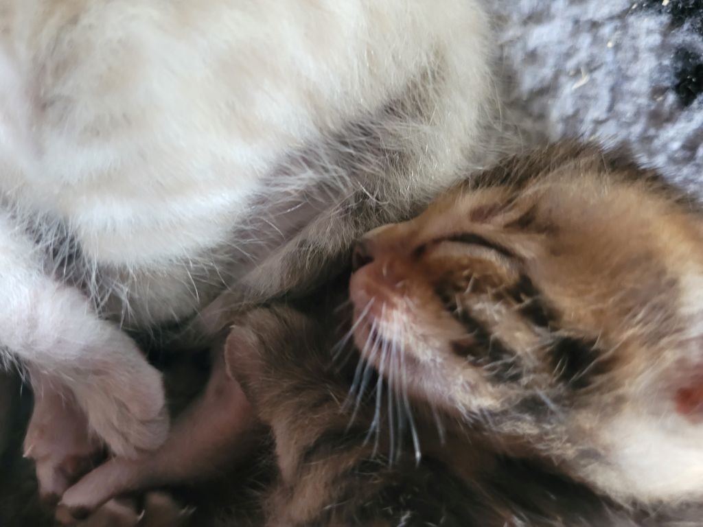 Photo 2 of Summertime Grace-sold the Bengal kitten.