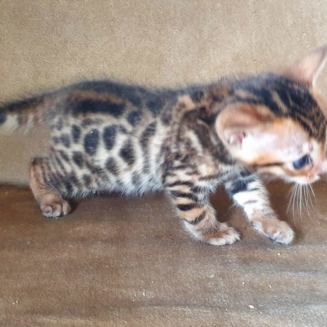Photo 2 of Summertime Grace-sold the female Bengal cat.