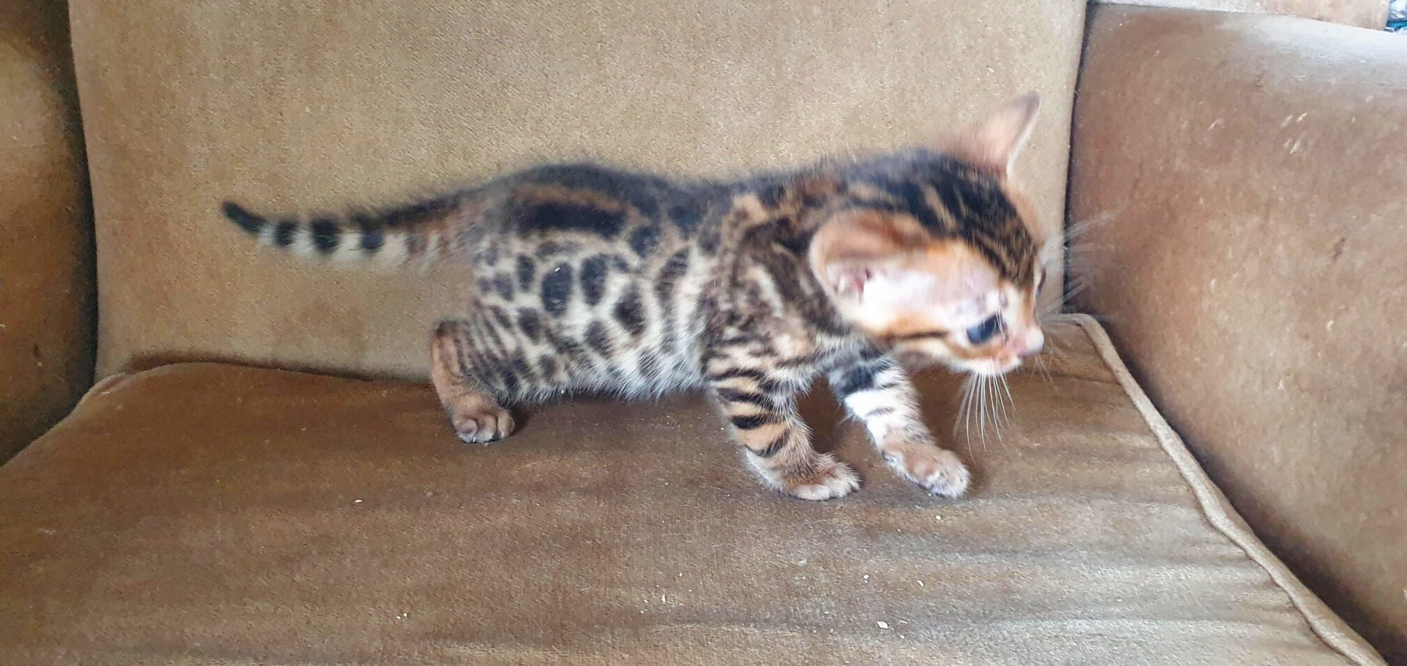 Photo 1 of Summertime Grace-sold the Bengal kitten.