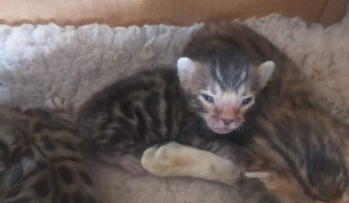 Photo 4 of Gracie and her babies