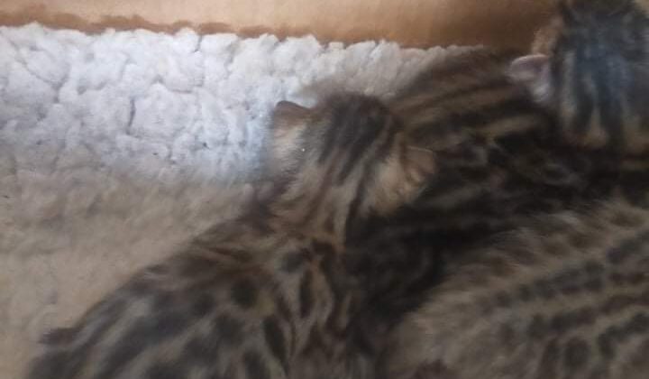 Photo 3 of Gracie and her babies