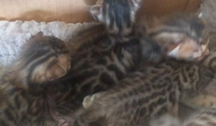 Photo 1 of Gracie and her babies