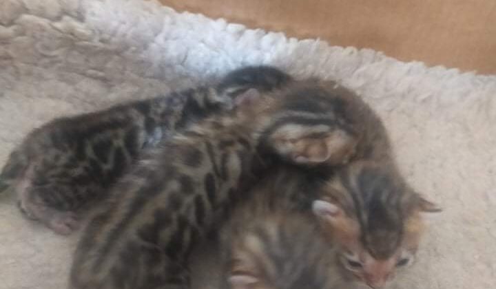 Photo 2 of Gracie and her babies