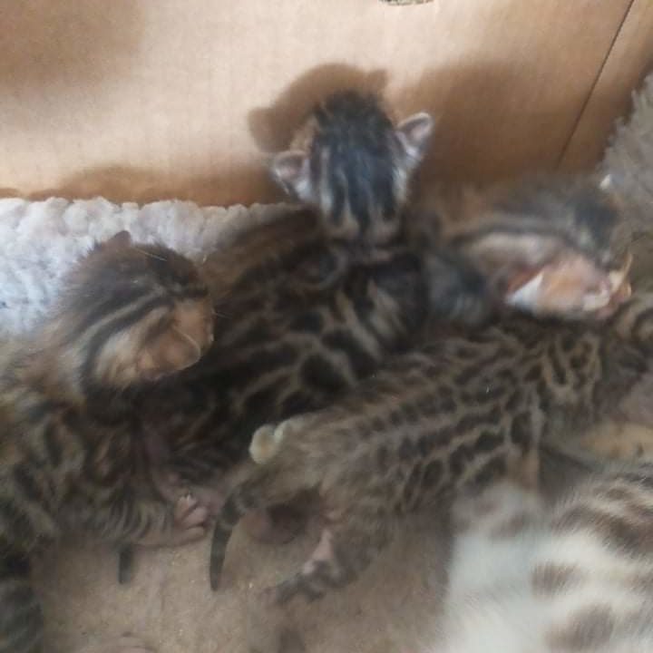 Photo 1 of Gracie and her babies the male Bengal cat.
