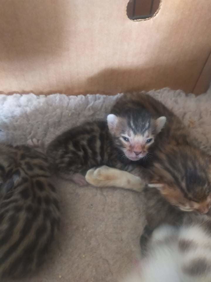 Photo 4 of Gracie and her babies the Bengal kitten.