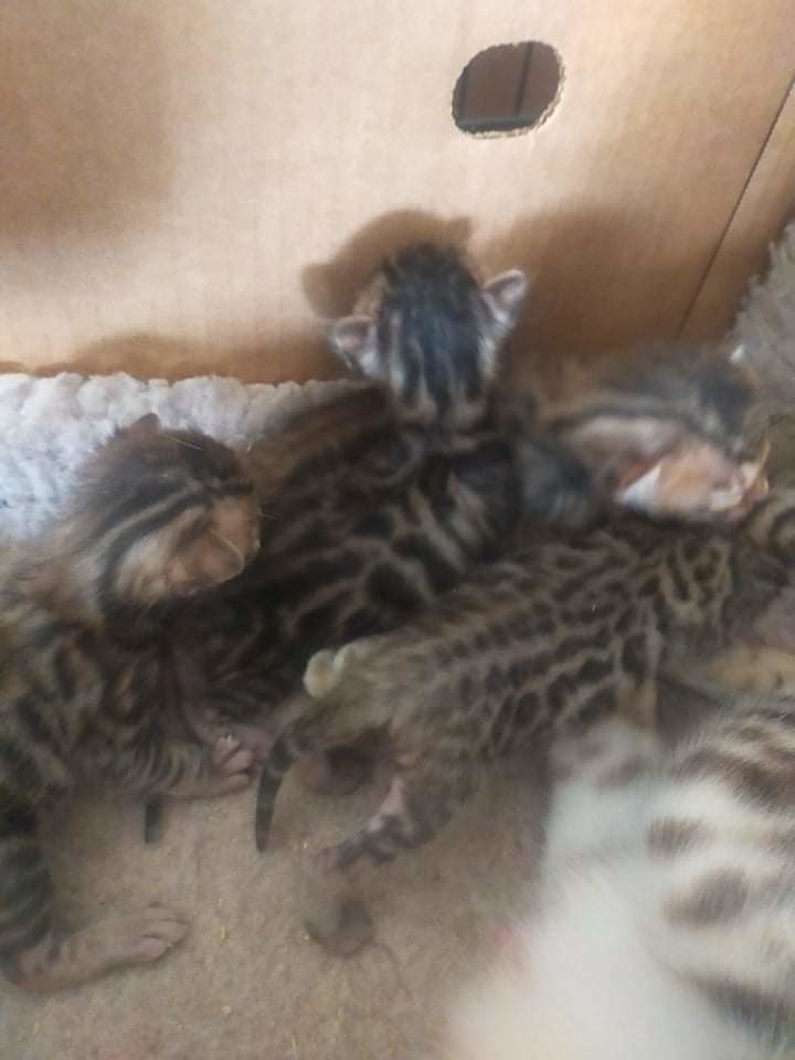 Photo 1 of Gracie and her babies the Bengal kitten.
