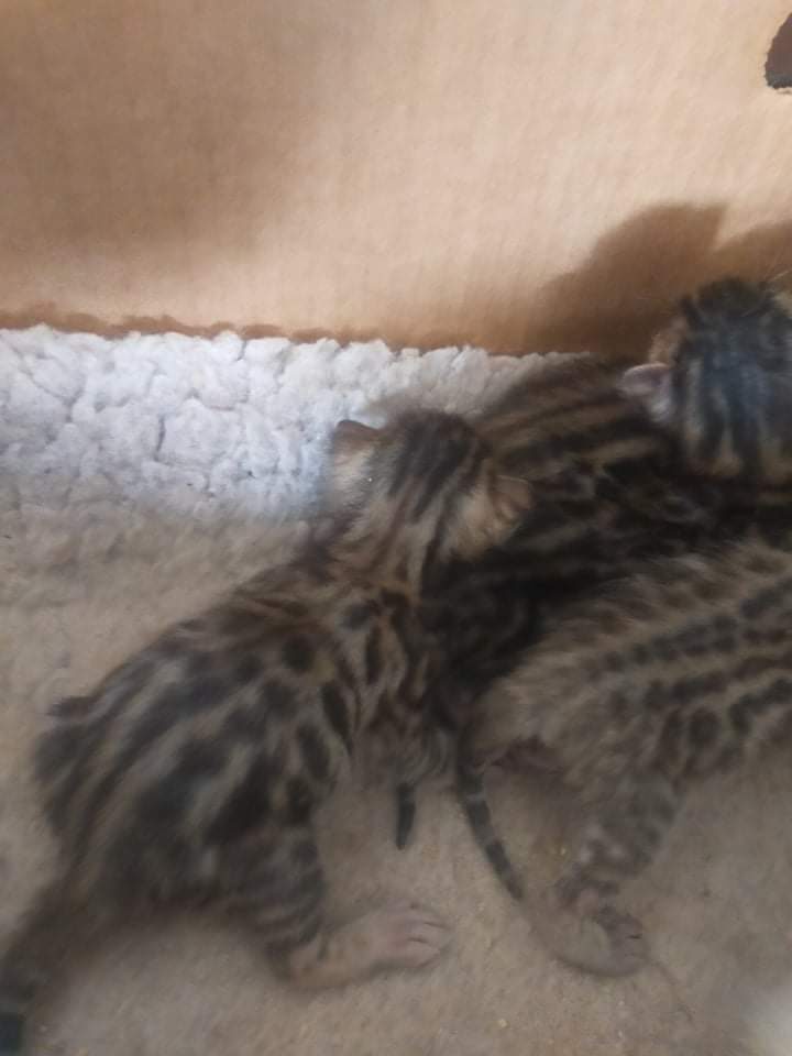 Photo 3 of Gracie and her babies the Bengal kitten.