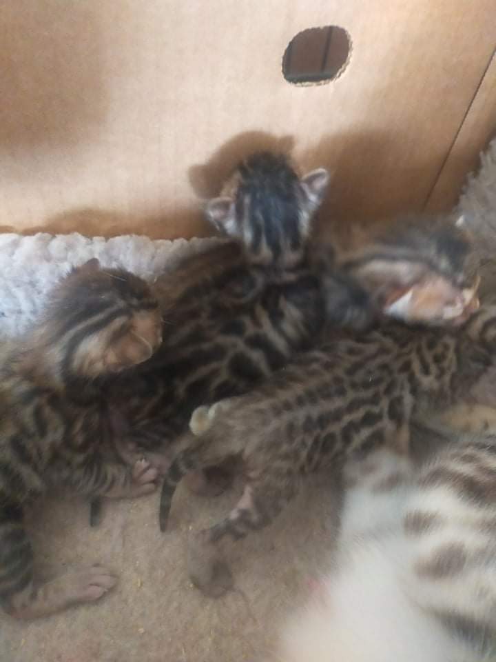 Photo 1 of Gracie and her babies the Bengal kitten.