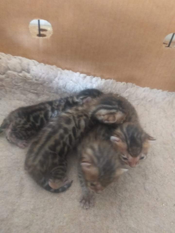 Photo 2 of Gracie and her babies the Bengal kitten.