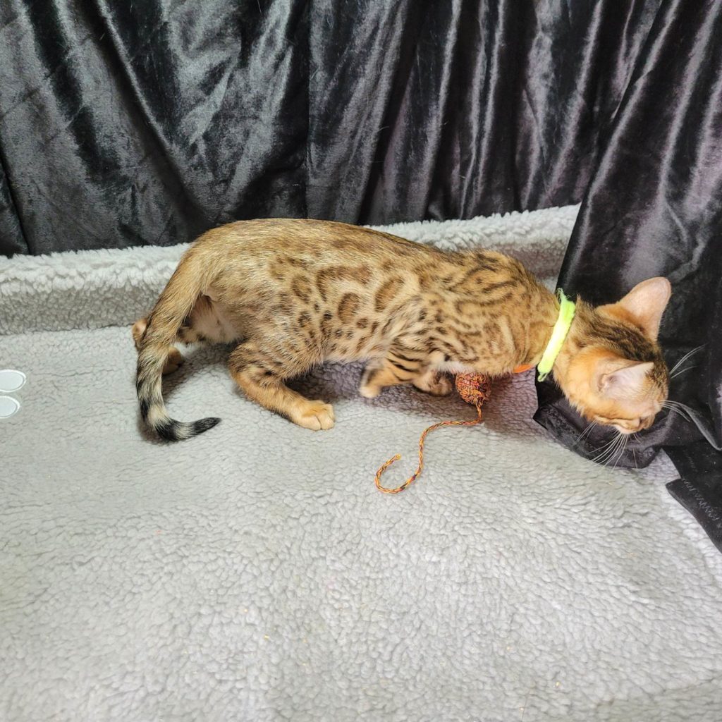 Photo 32 of Ellies Baby Boy-SOLD the male Bengal cat.