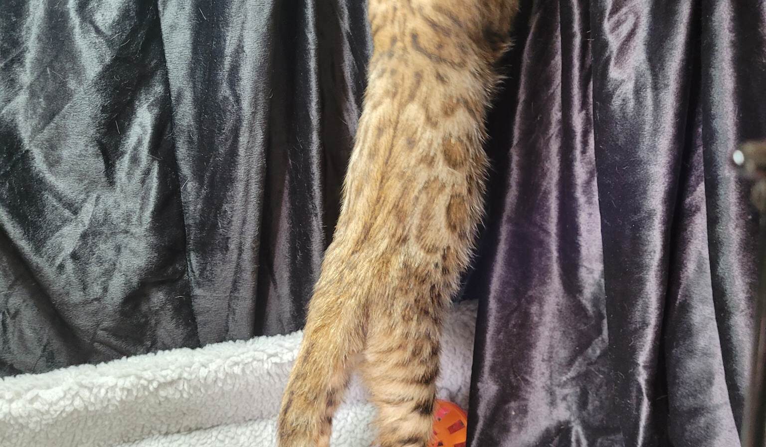 Photo 4 of Ellies Baby Boy-SOLD