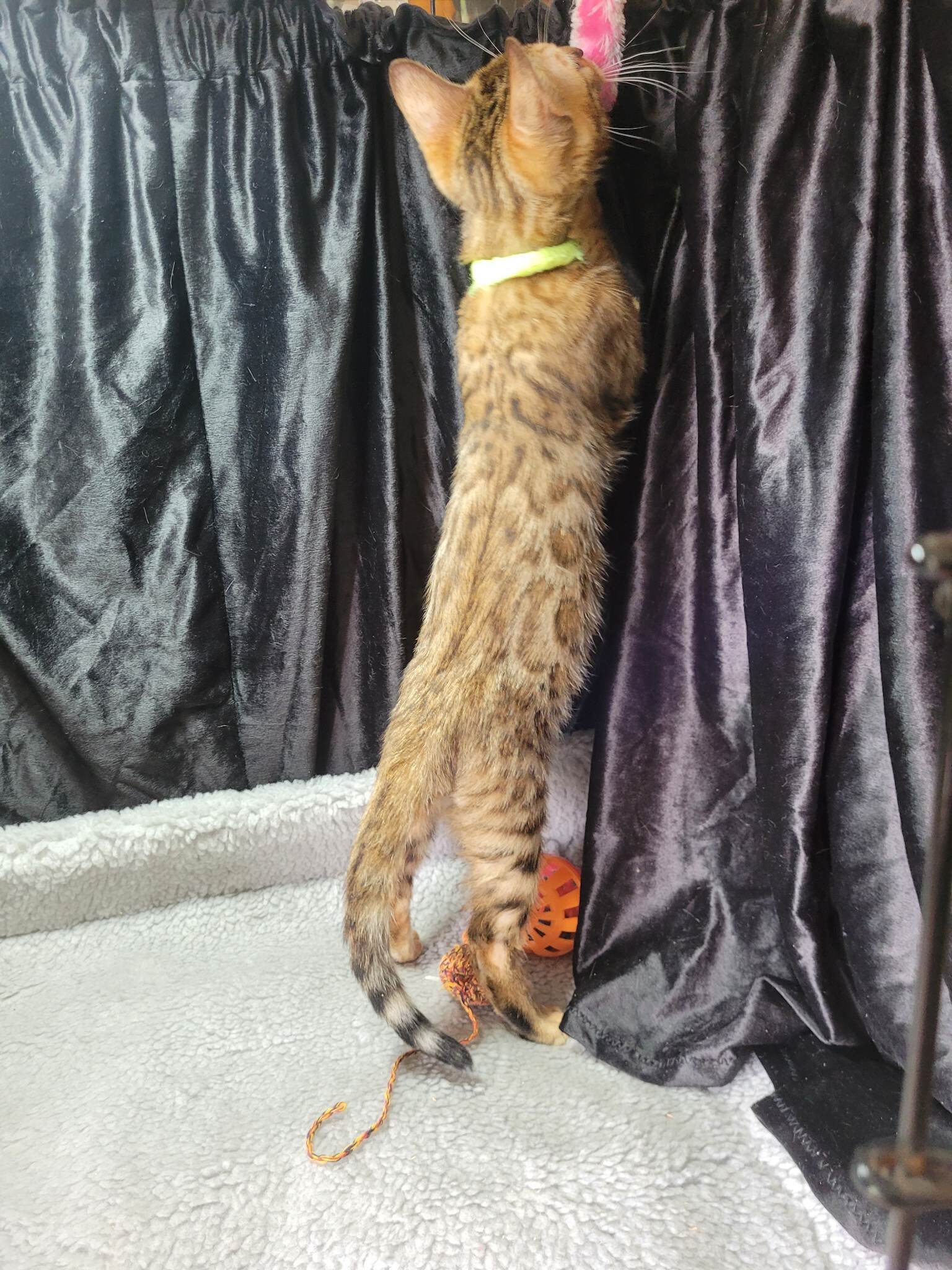Photo 4 of Ellies Baby Boy-SOLD the Bengal kitten.
