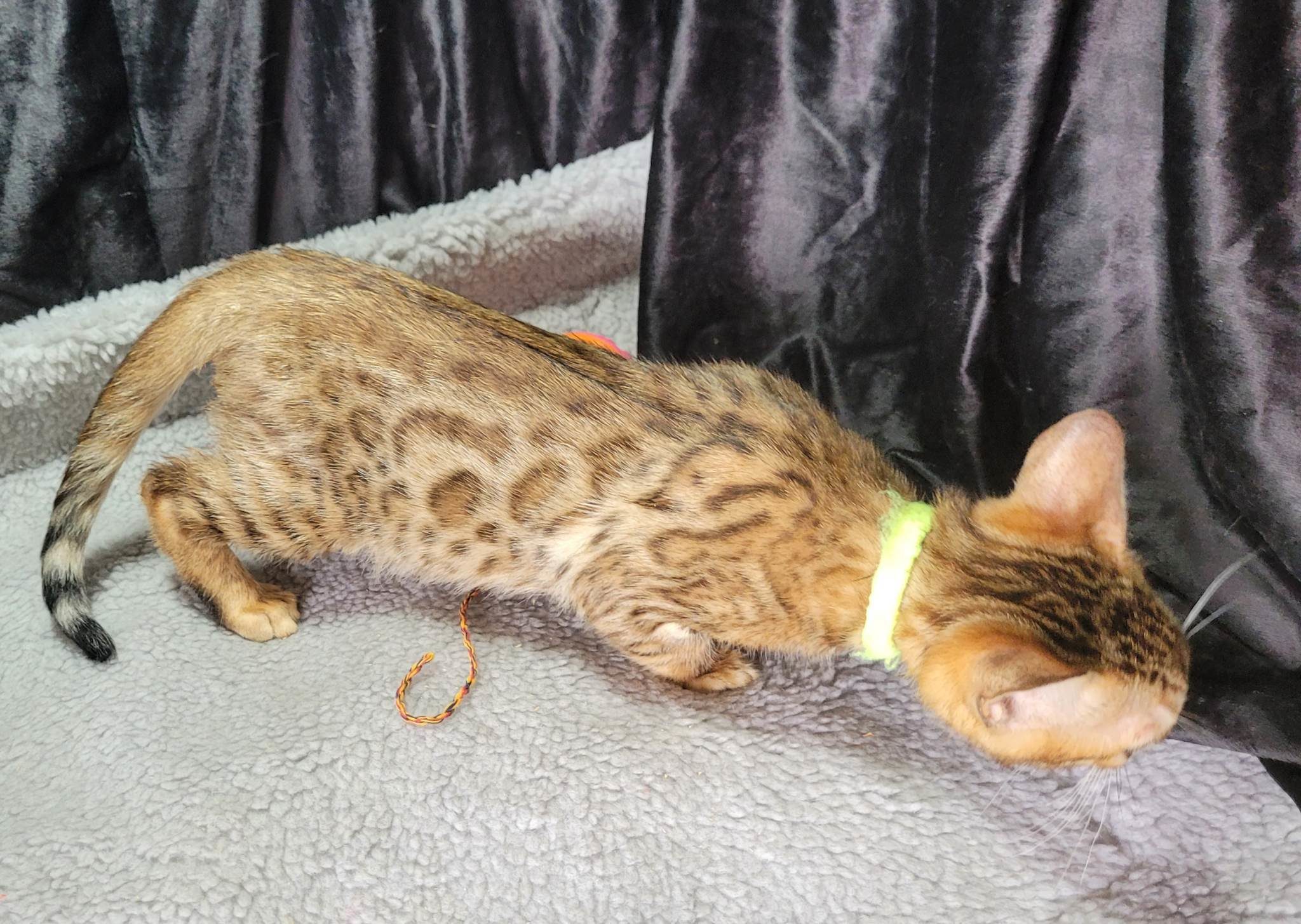 Photo 2 of Ellies Baby Boy-SOLD the Bengal kitten.