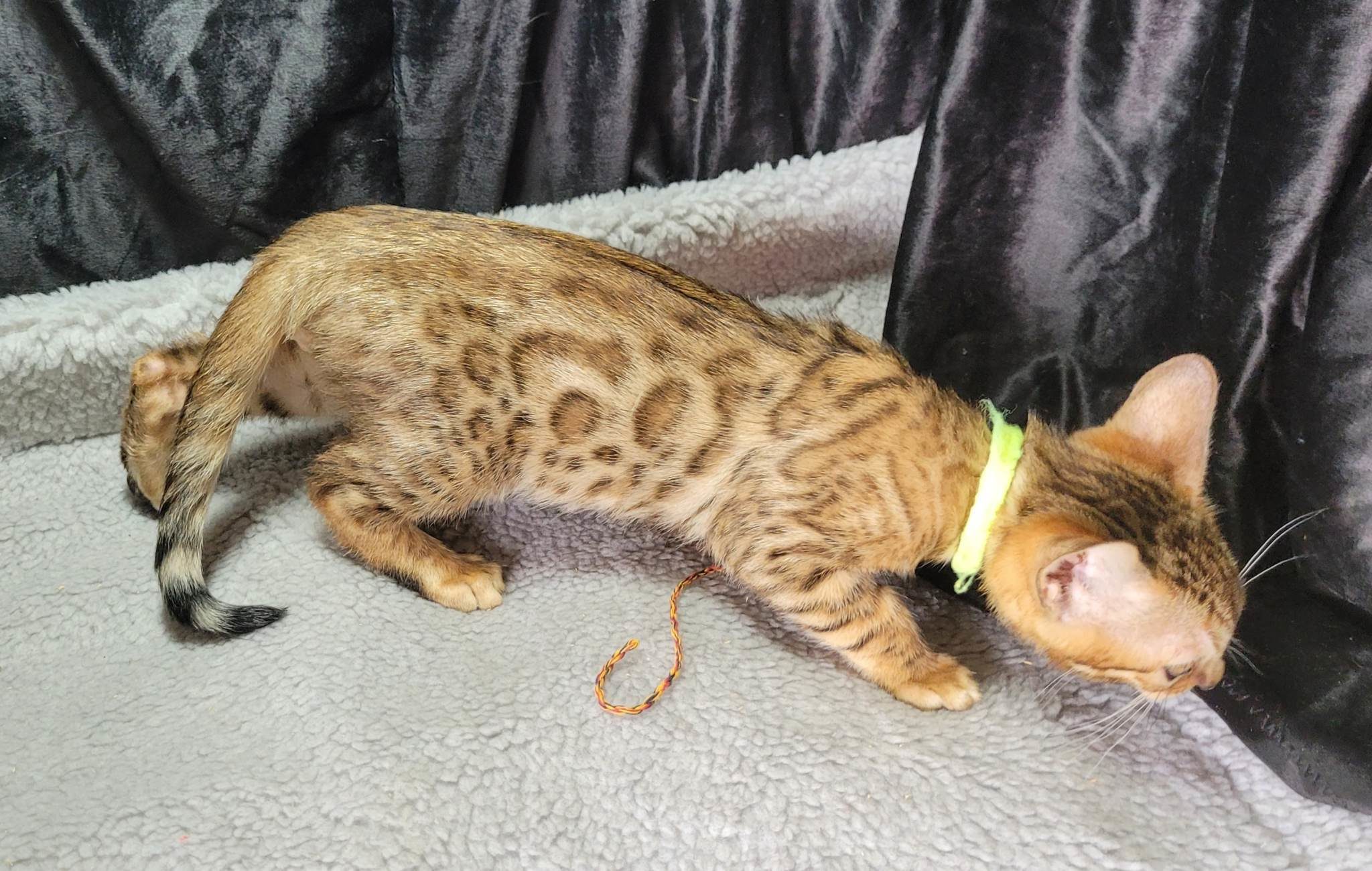 Photo 3 of Ellies Baby Boy-SOLD the Bengal kitten.