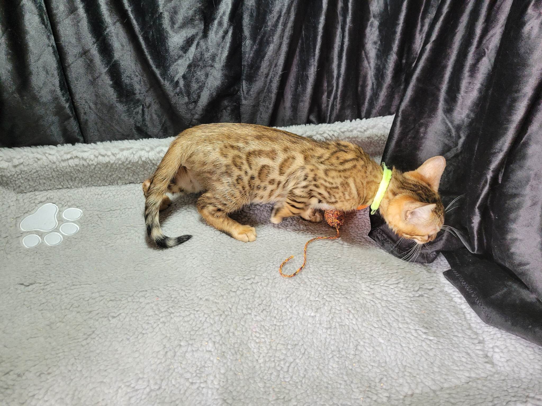 Photo 1 of Ellies Baby Boy-SOLD the Bengal kitten.