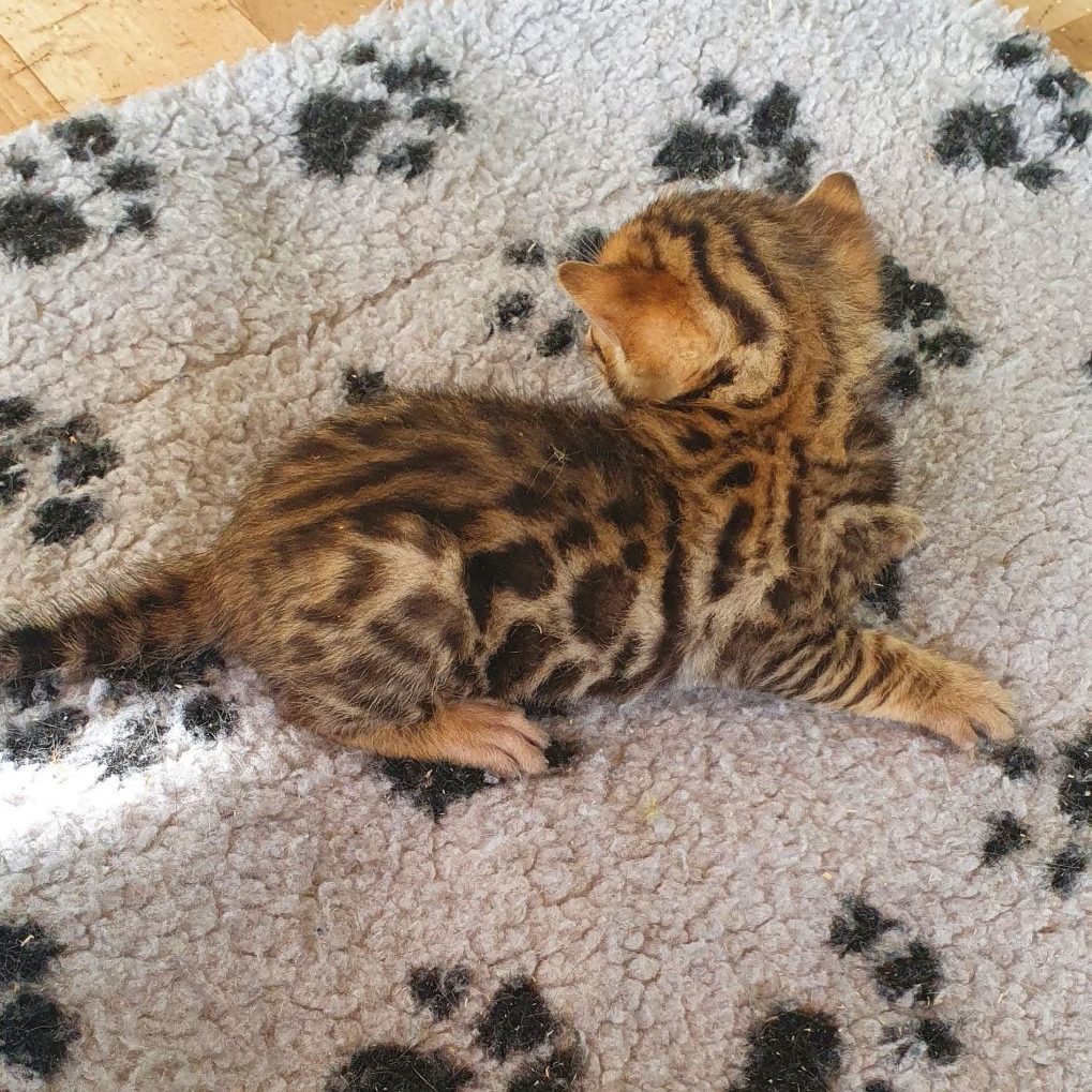 Photo 29 of Ellies Boys-sold the male Bengal cat.
