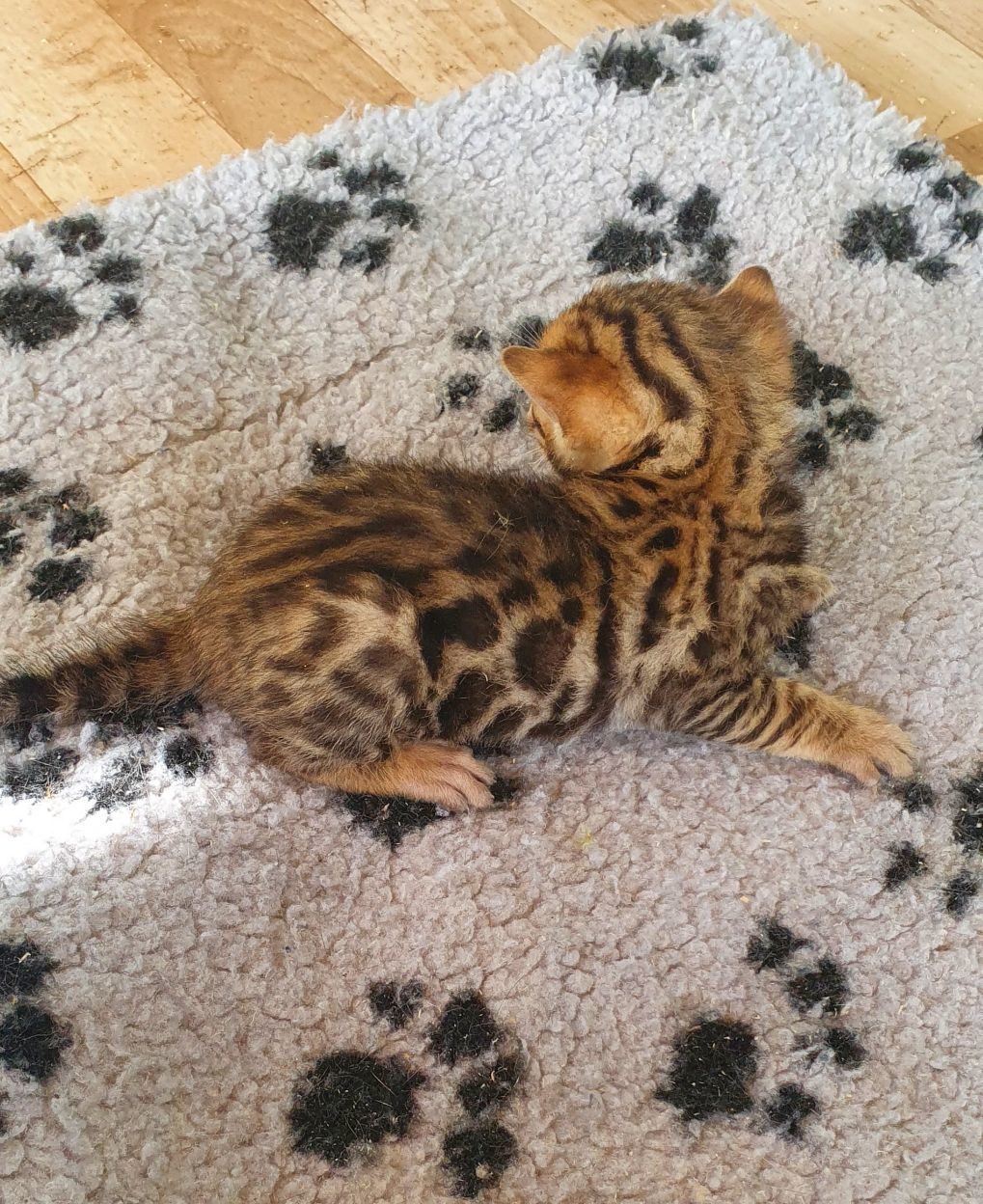 Photo 1 of Ellies Boys-sold the Bengal kitten.