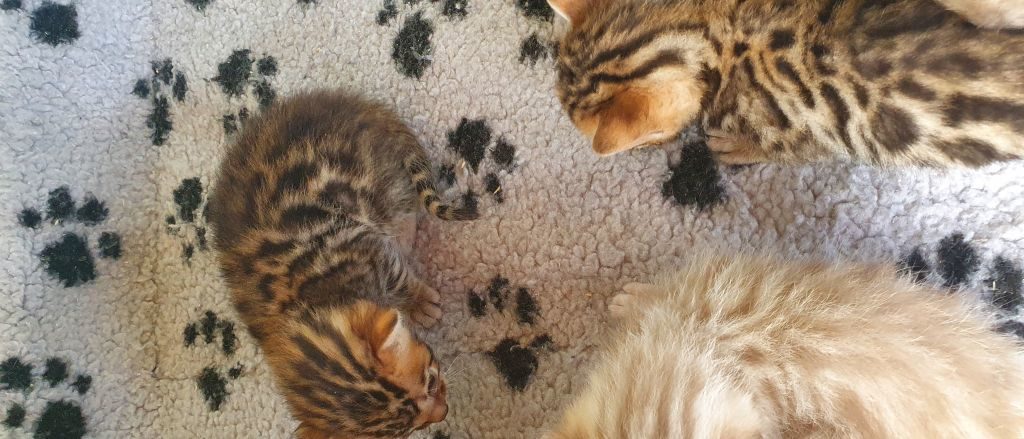 Photo 3 of Ellies Boys-sold the Bengal kitten.