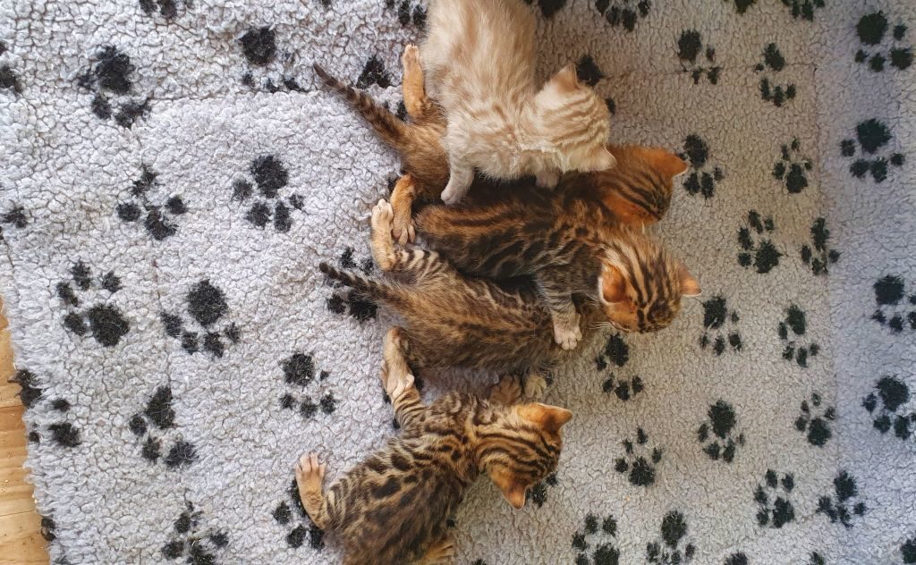 Photo 2 of Ellies Boys-sold the Bengal kitten.