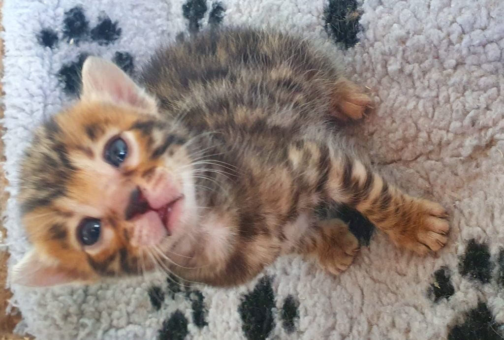 Photo 6 of Ellies Boys-sold the Bengal kitten.