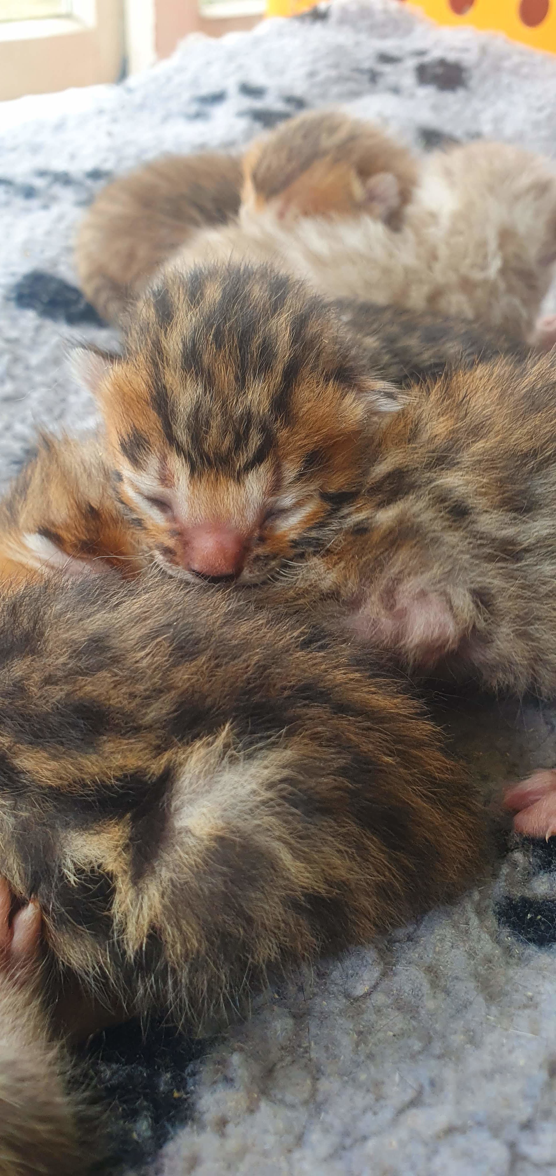 Photo 4 of Ellies Boys-sold the Bengal kitten.