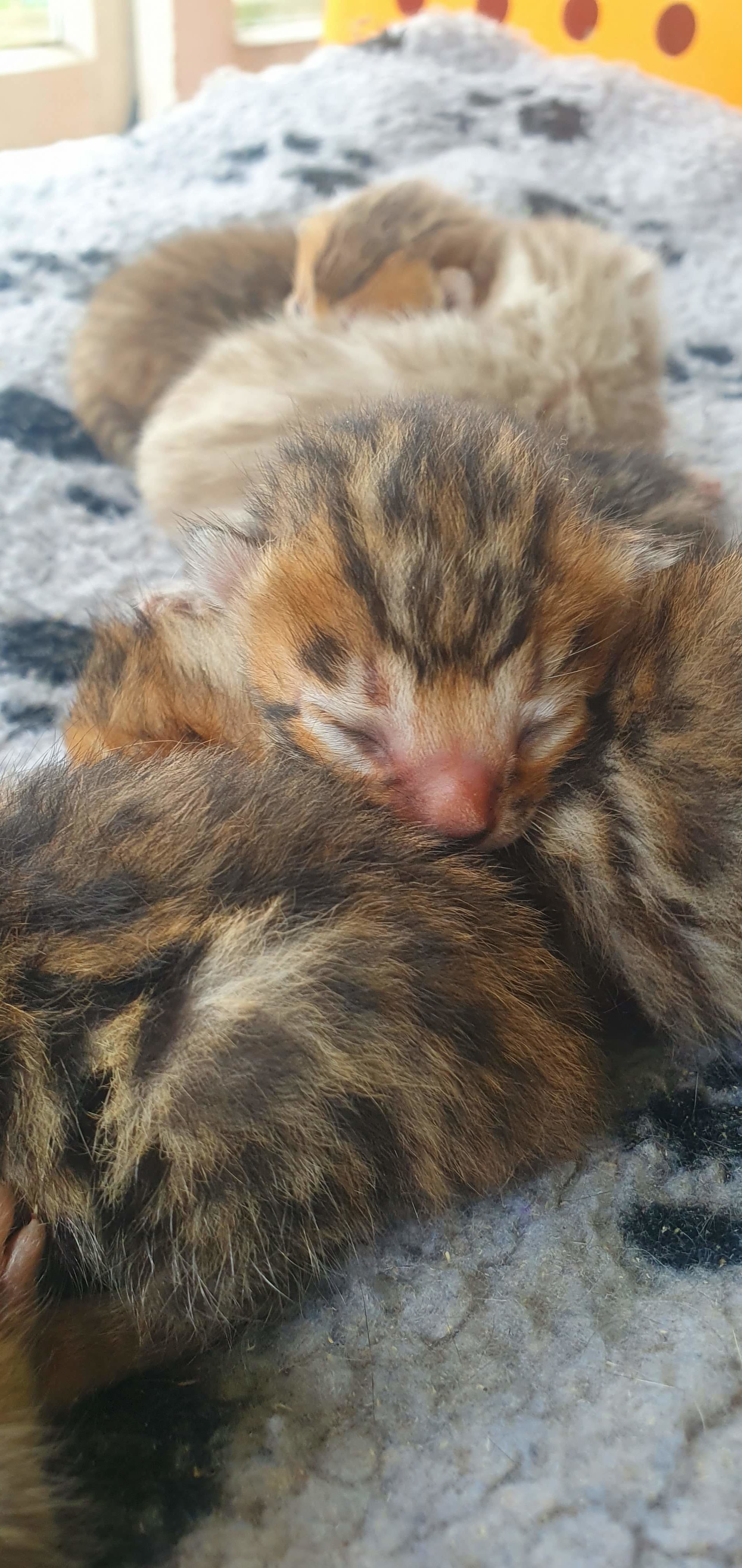 Photo 7 of Ellies Boys-sold the Bengal kitten.