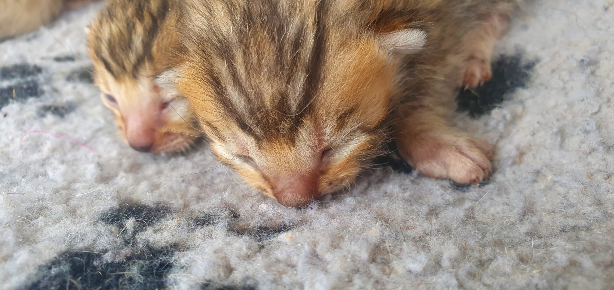 Photo 5 of Ellies Boys-sold the Bengal kitten.