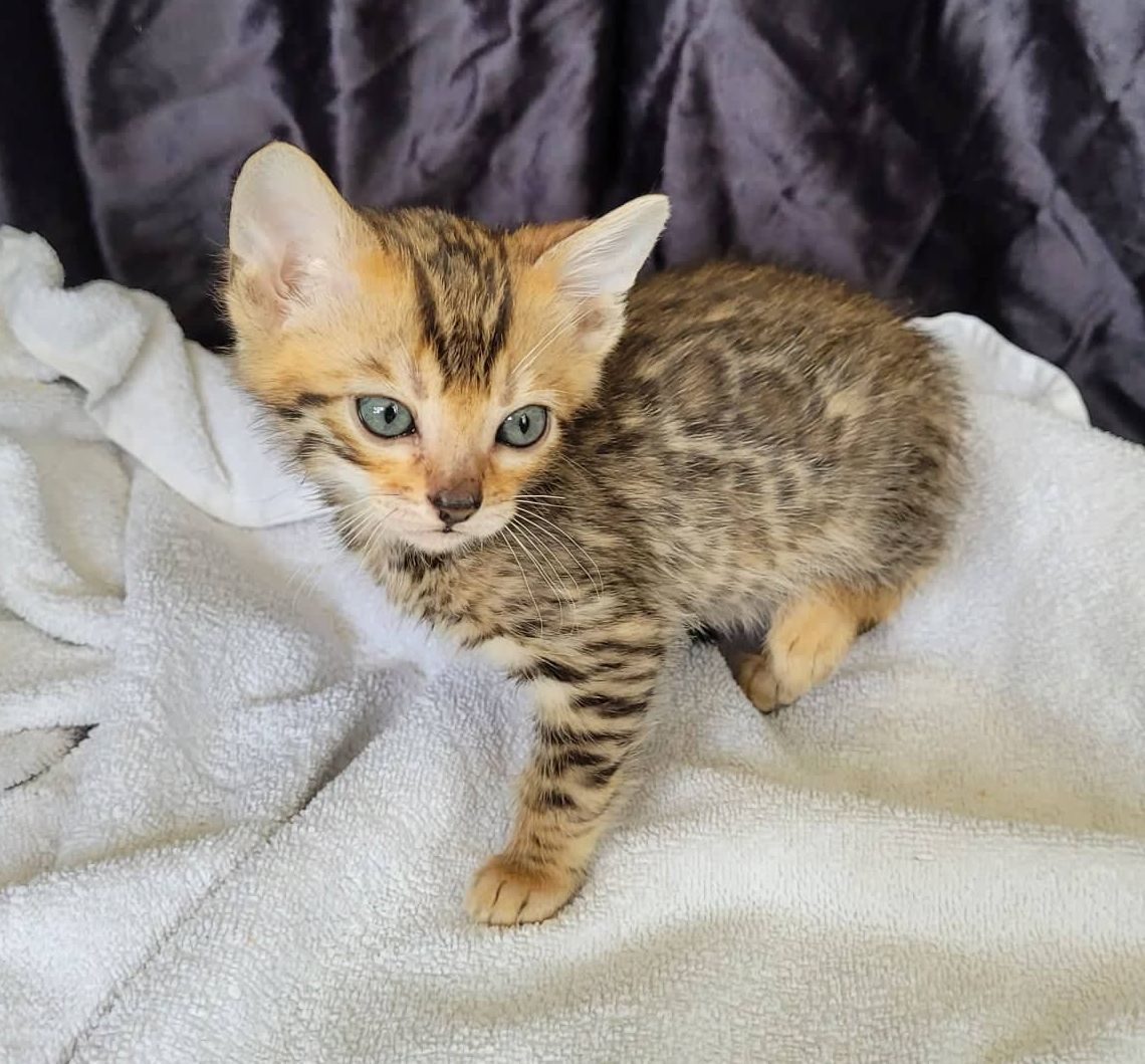Photo 1 of Ellies Energetic boy-Sold the Bengal kitten.